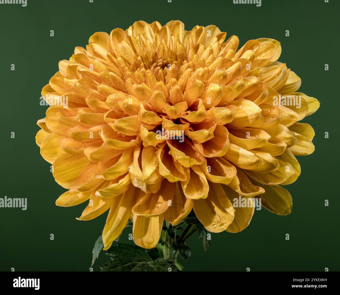 Golden Chrysanthemum Blossom with Dew Stock Photo