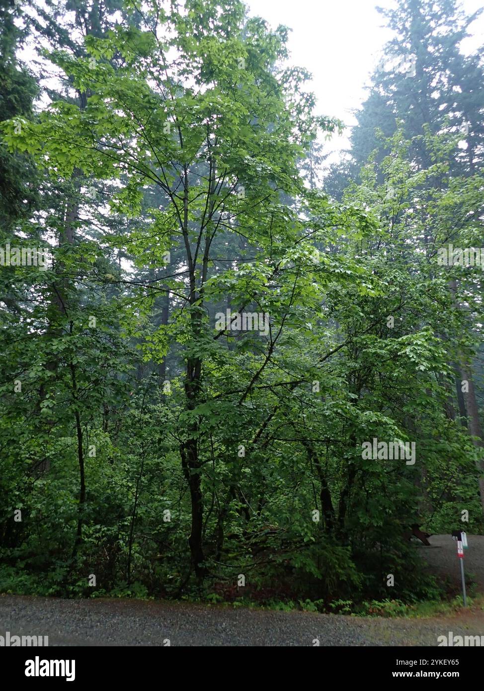 bigleaf maple (Acer macrophyllum Stock Photo - Alamy
