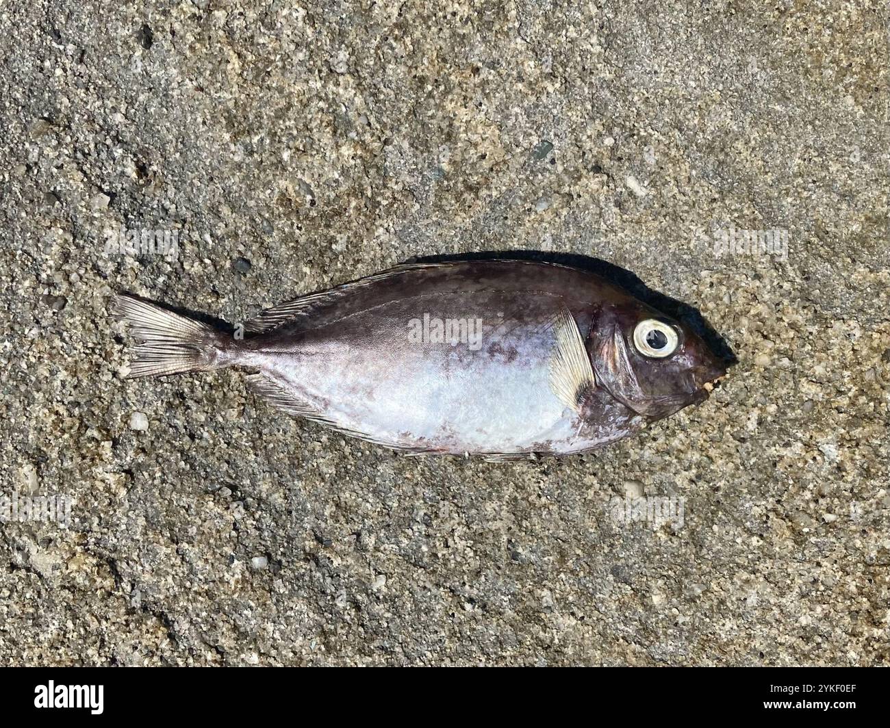 Australian Rabbitfish Black rabbitfish hi-res stock photography and images - Alamy