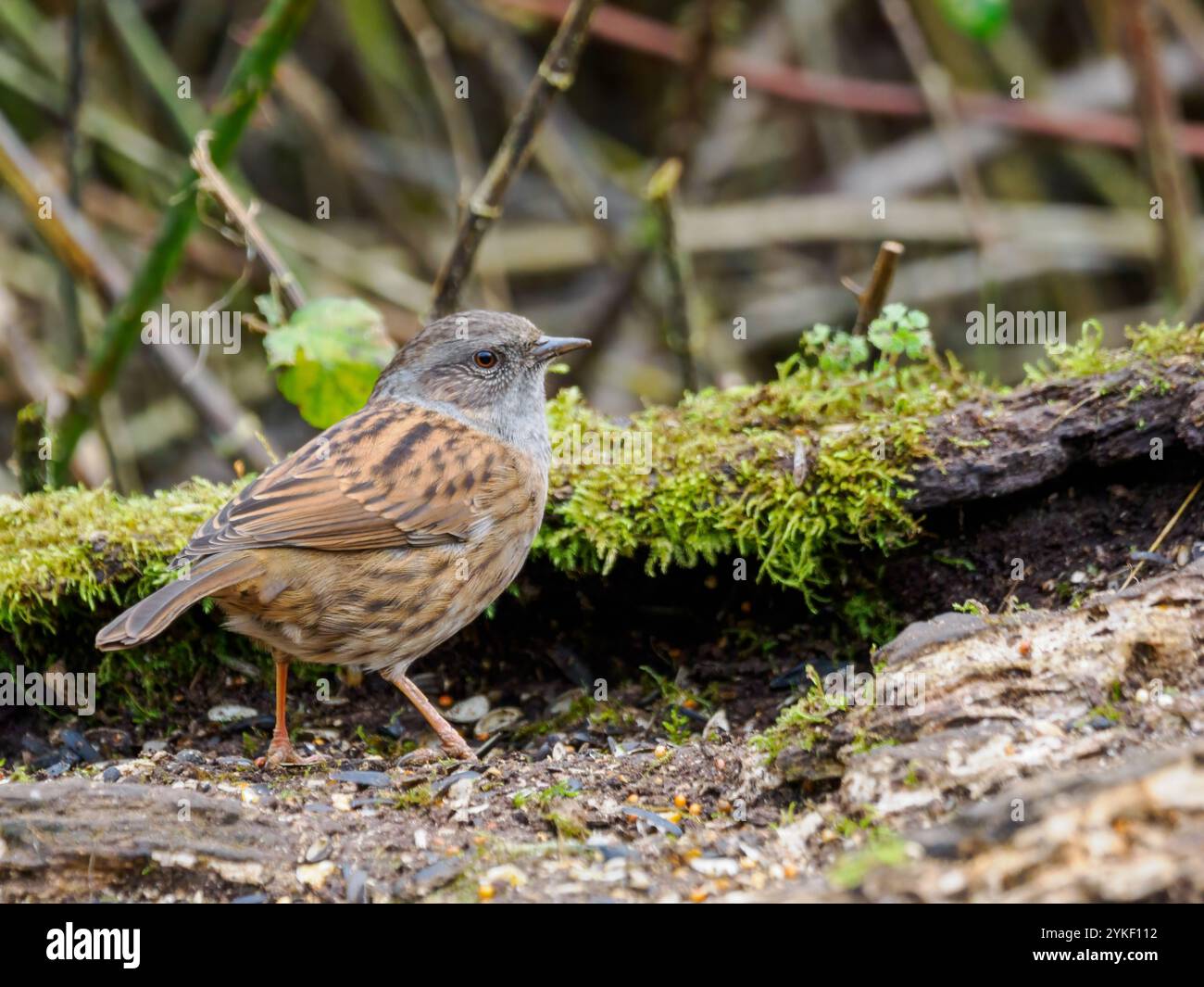 Dunnock Feeding From A Fallen Log Stock Photo Alamy dunnock-feeding-from-a-fallen-log-stock-photo-alamy