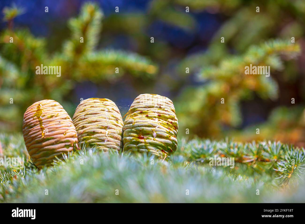 Hanging branches larch tree hi-res stock photography and images - Alamy