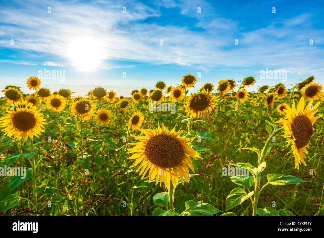 Field of yellow Sunflowers under a golden sunset. A sky with clouds and ...