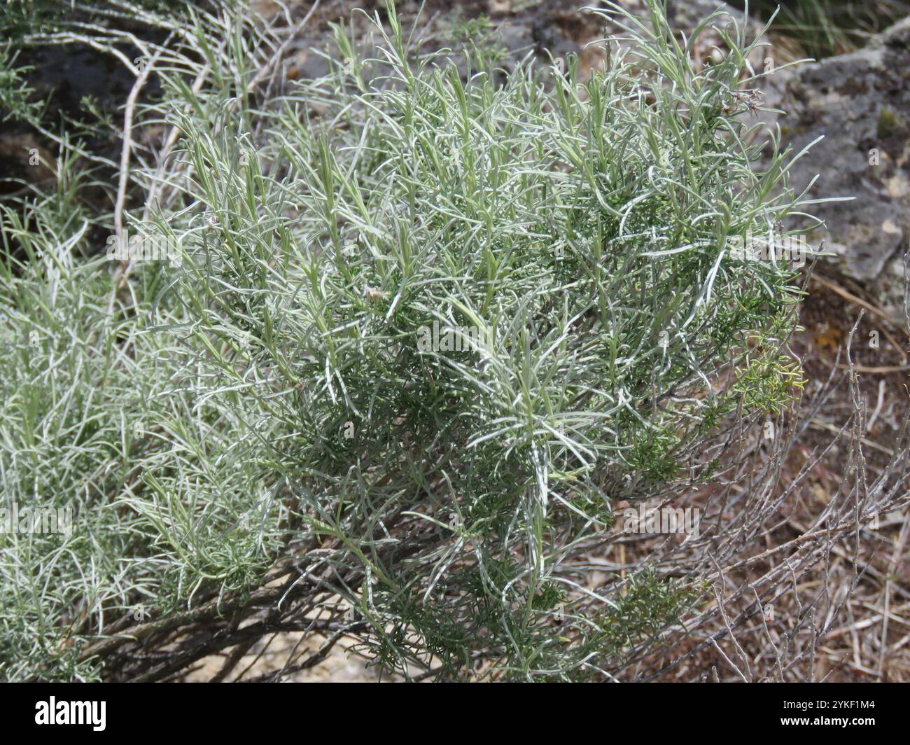 Rubber Rabbitbrush (Ericameria nauseosa Stock Photo - Alamy