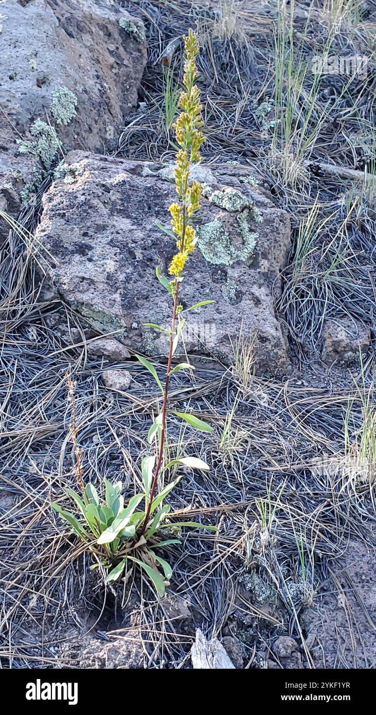 Solidago Simplex Var Simplex Sticky Goldenrod (Solidago simplex Stock Photo - Alamy