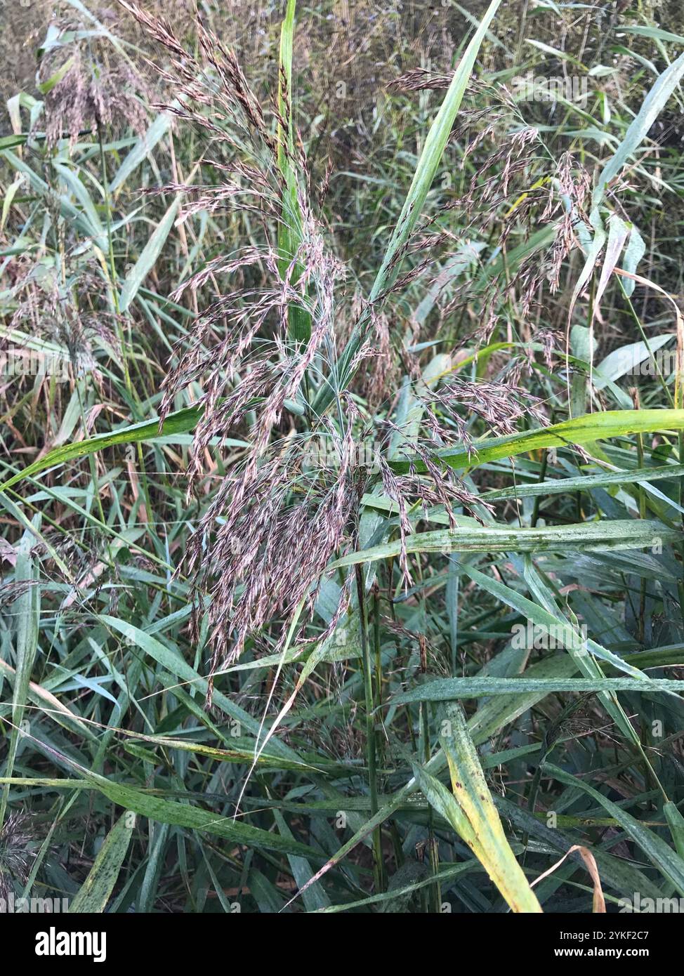 common reed (Phragmites australis Stock Photo - Alamy
