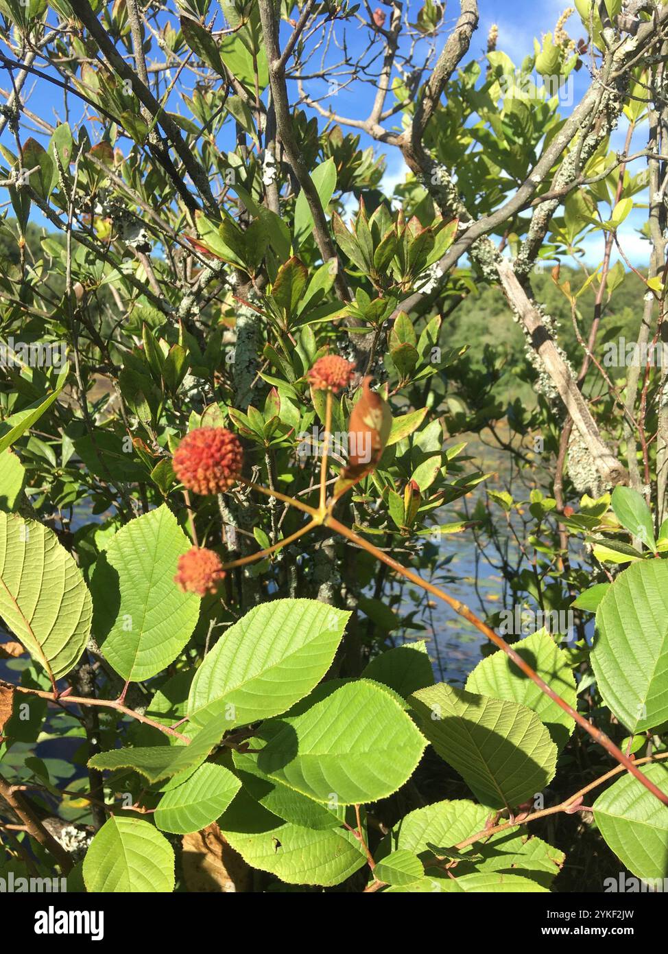 buttonbush (Cephalanthus occidentalis Stock Photo - Alamy