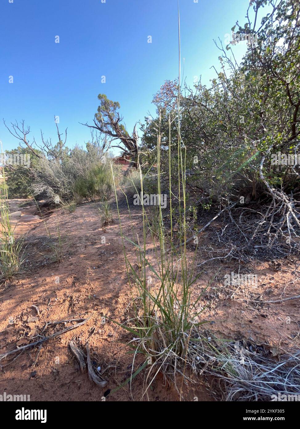Sand Reed dropseeds, cordgrasses, and sandreeds (Sporobolus Stock Photo - Alamy