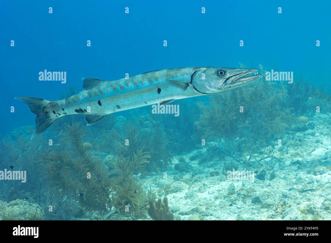 elongated-fish-showcasing-hi-res-stock-photography-and-images-alamy