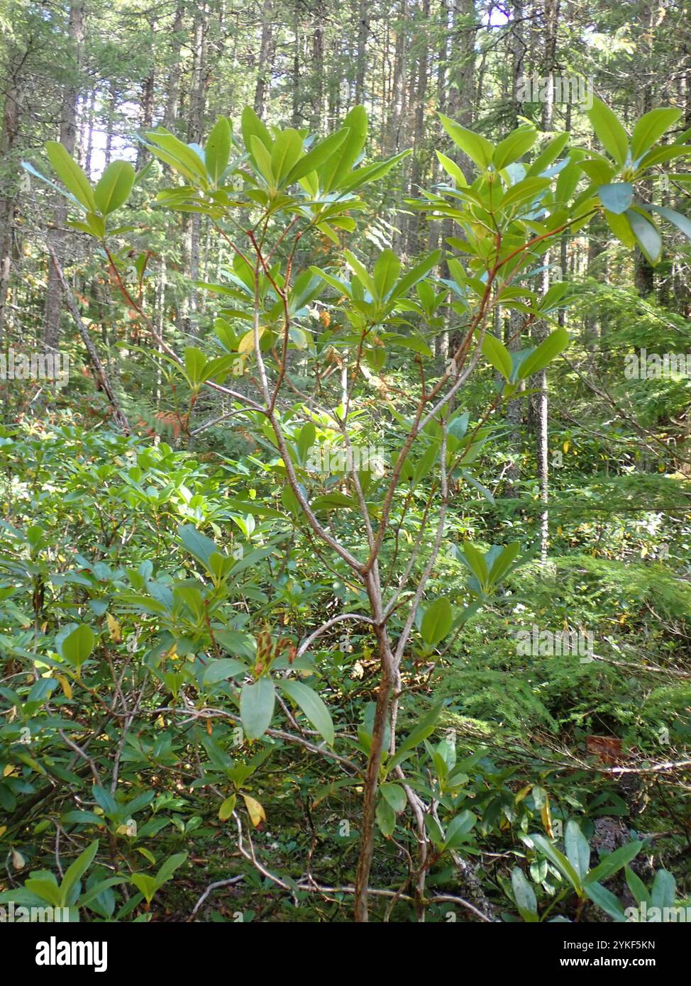 Pacific rhododendron (Rhododendron macrophyllum Stock Photo - Alamy
