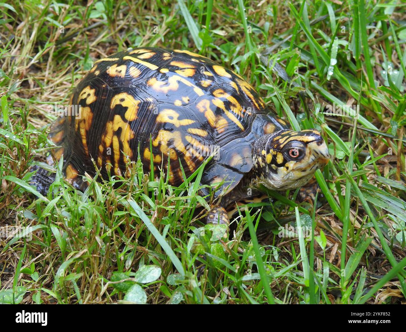 Eastern Box Turtle (Terrapene carolina carolina Stock Photo - Alamy