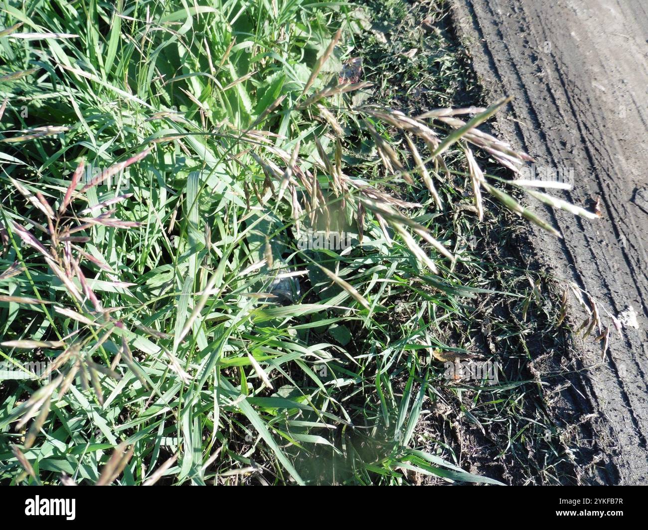 Smooth Brome (Bromus inermis Stock Photo - Alamy