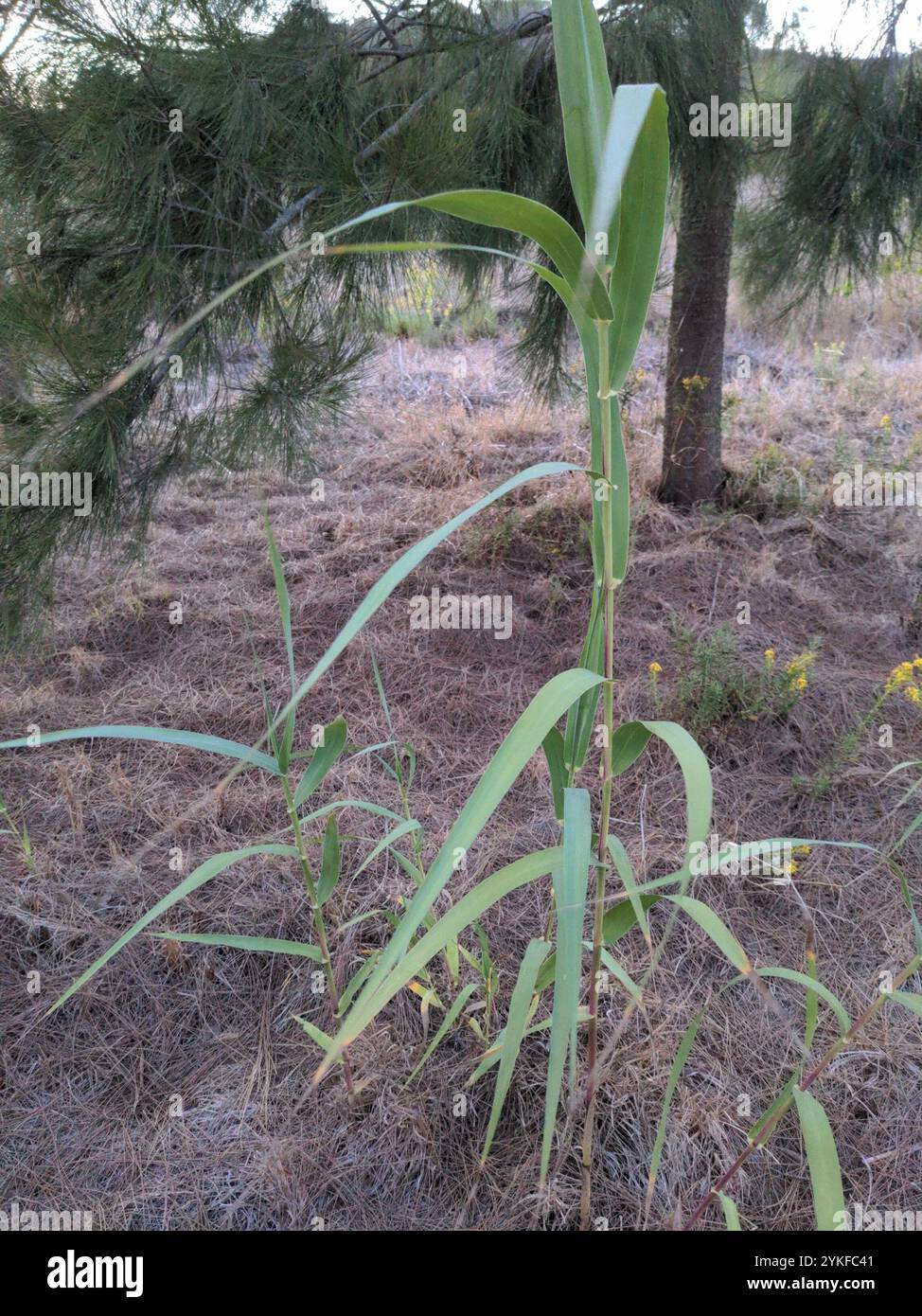 Giant Reed Stock Fodder giant reed (Arundo donax Stock Photo - Alamy