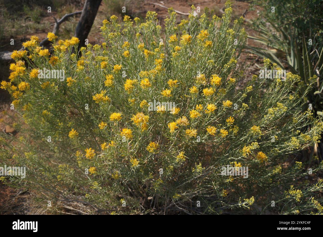 Rubber Rabbitbrush (Ericameria nauseosa Stock Photo - Alamy