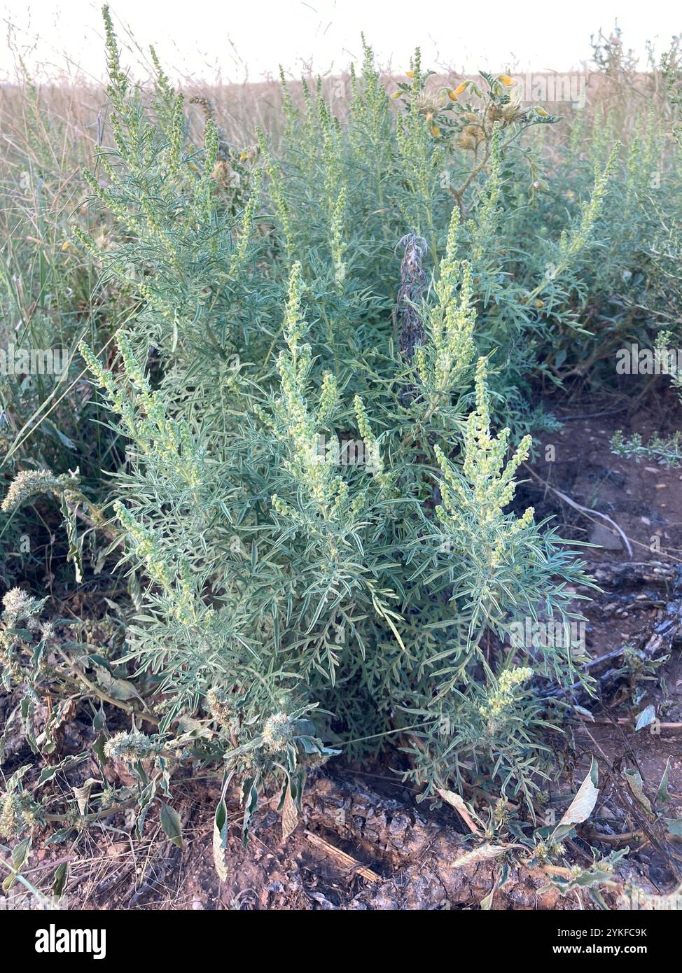 Ragweeds ambrosia hi-res stock photography and images - Alamy