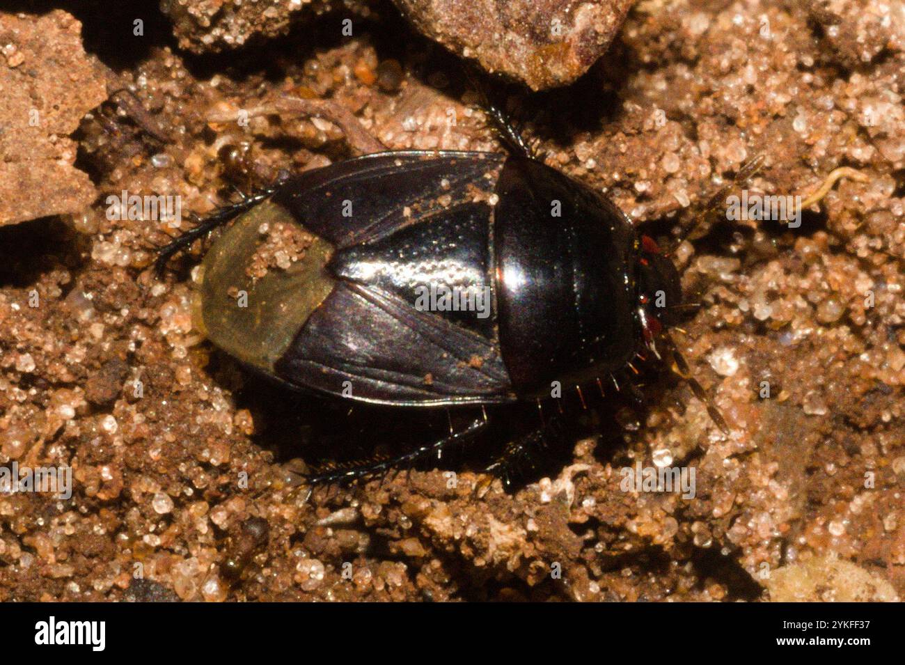 Burrowing bugs hi-res stock photography and images - Alamy