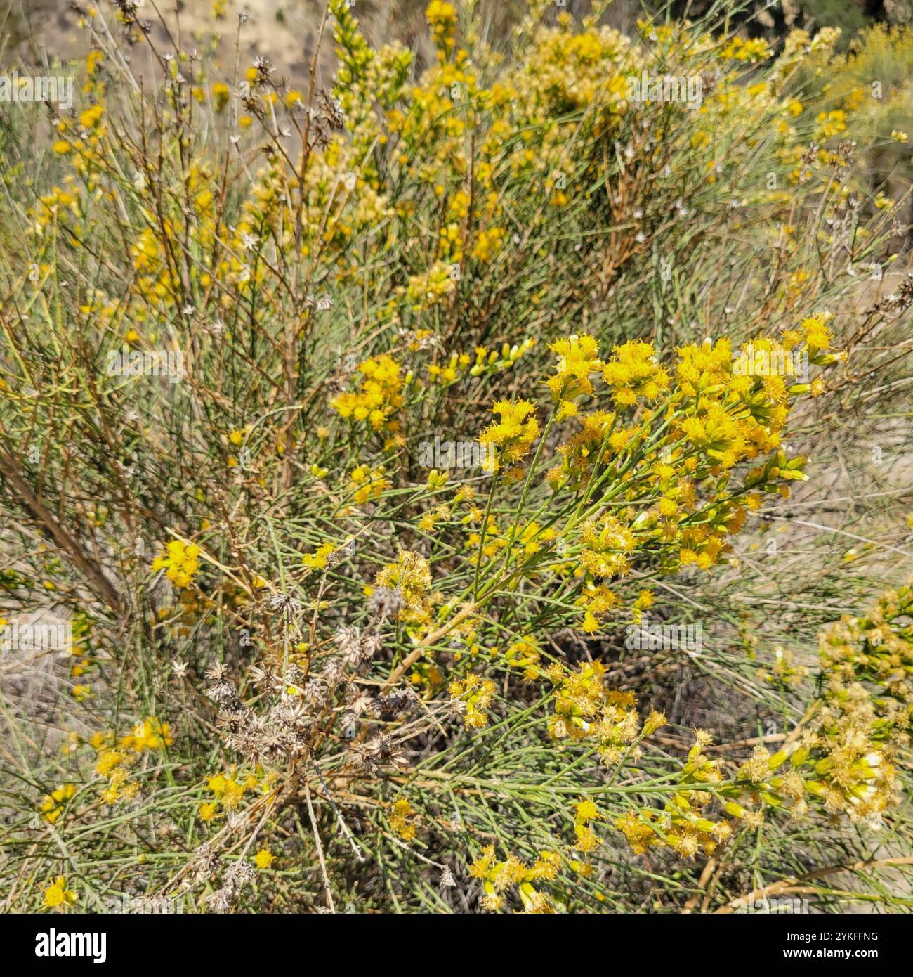 Broomsage hi-res stock photography and images - Alamy