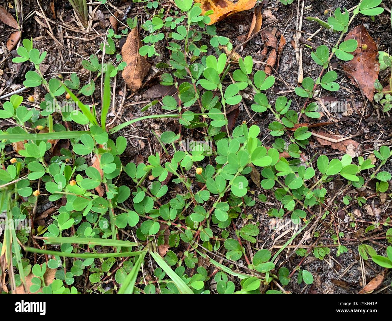 roundleaf sensitive pea (Chamaecrista rotundifolia Stock Photo - Alamy