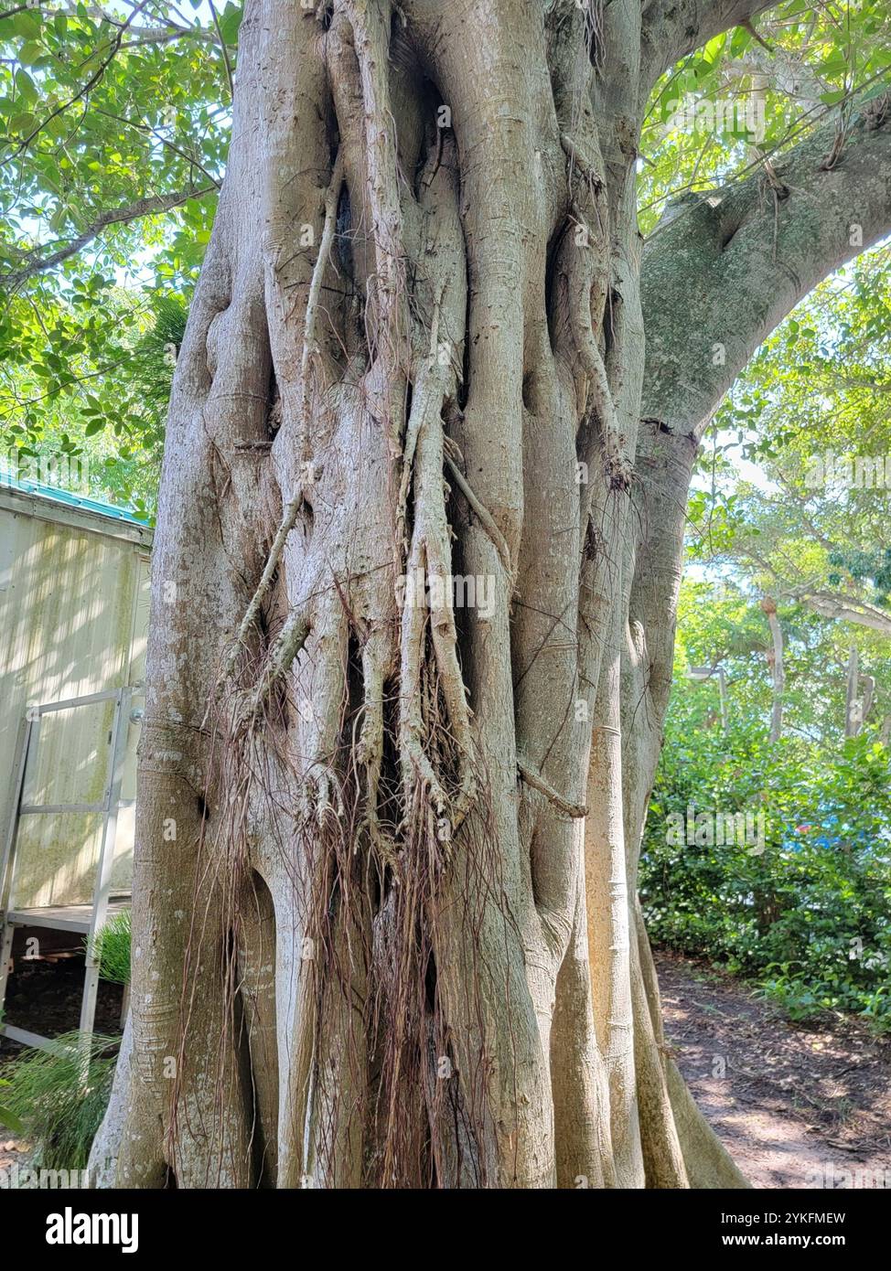 Florida Strangler Fig (Ficus aurea Stock Photo - Alamy