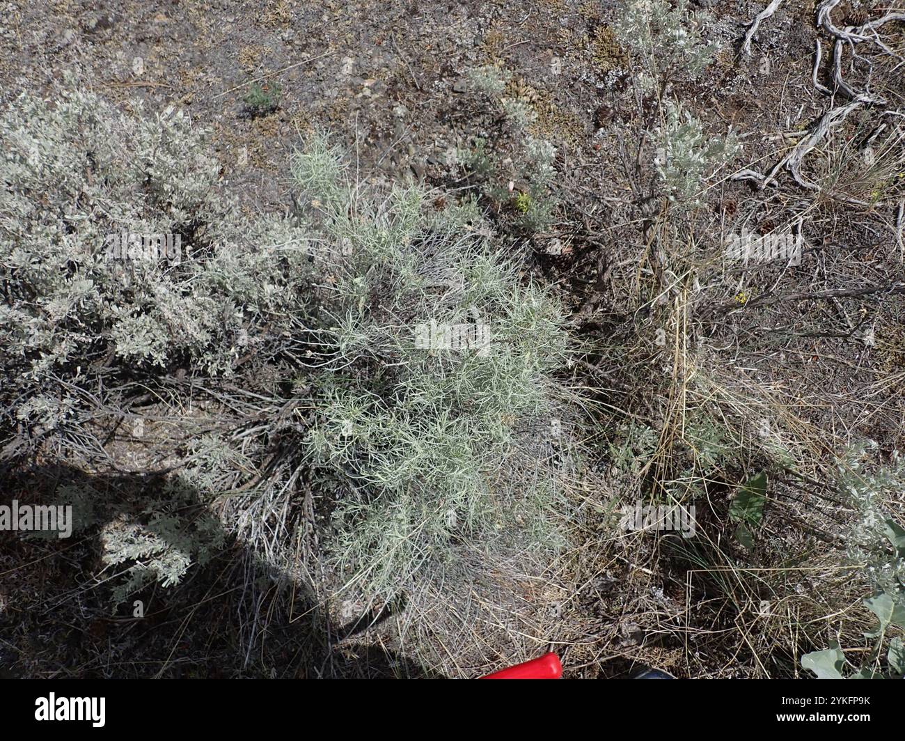 Rubber Rabbitbrush (Ericameria nauseosa Stock Photo - Alamy