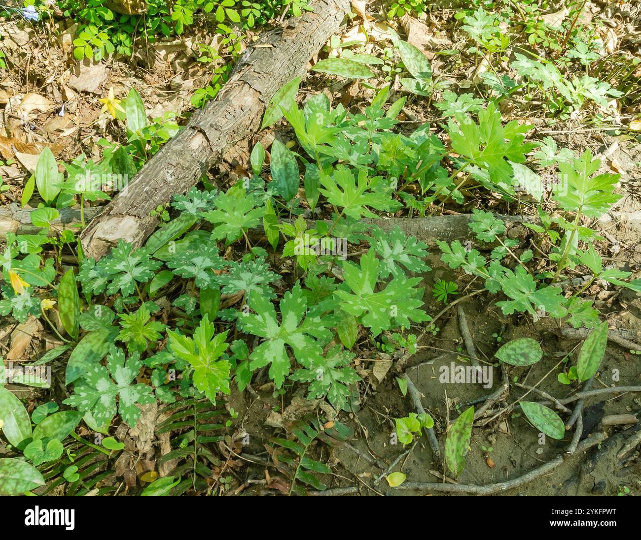 Hydrophyllum canadense hi-res stock photography and images - Alamy