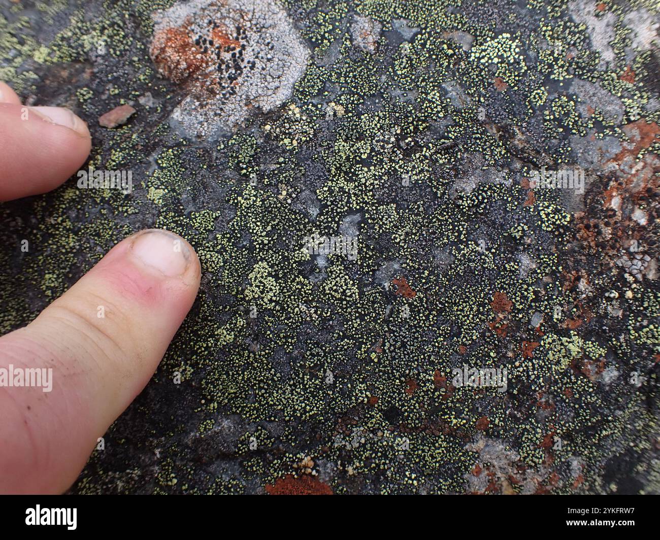 lemon map lichen (Rhizocarpon macrosporum Stock Photo - Alamy