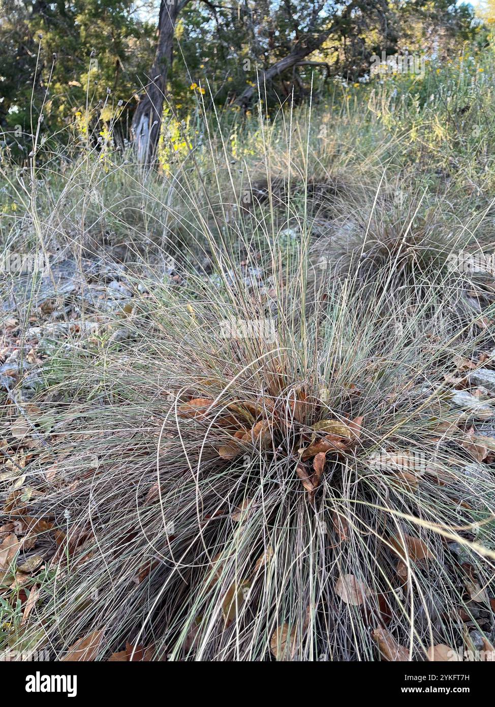 Seep Muhly (Muhlenbergia reverchonii) Stock Photo