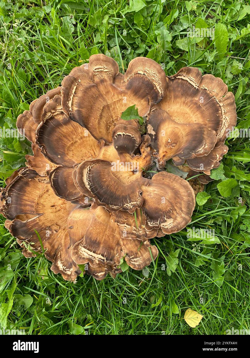 Giant Polycore Giant Polypore (Meripilus giganteus Stock Photo - Alamy