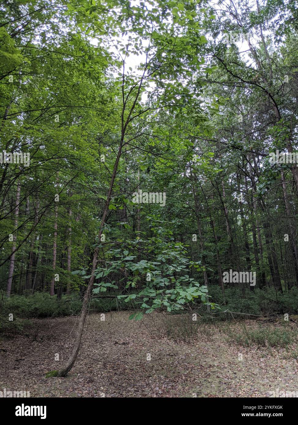 swamp white oak (Quercus bicolor Stock Photo - Alamy