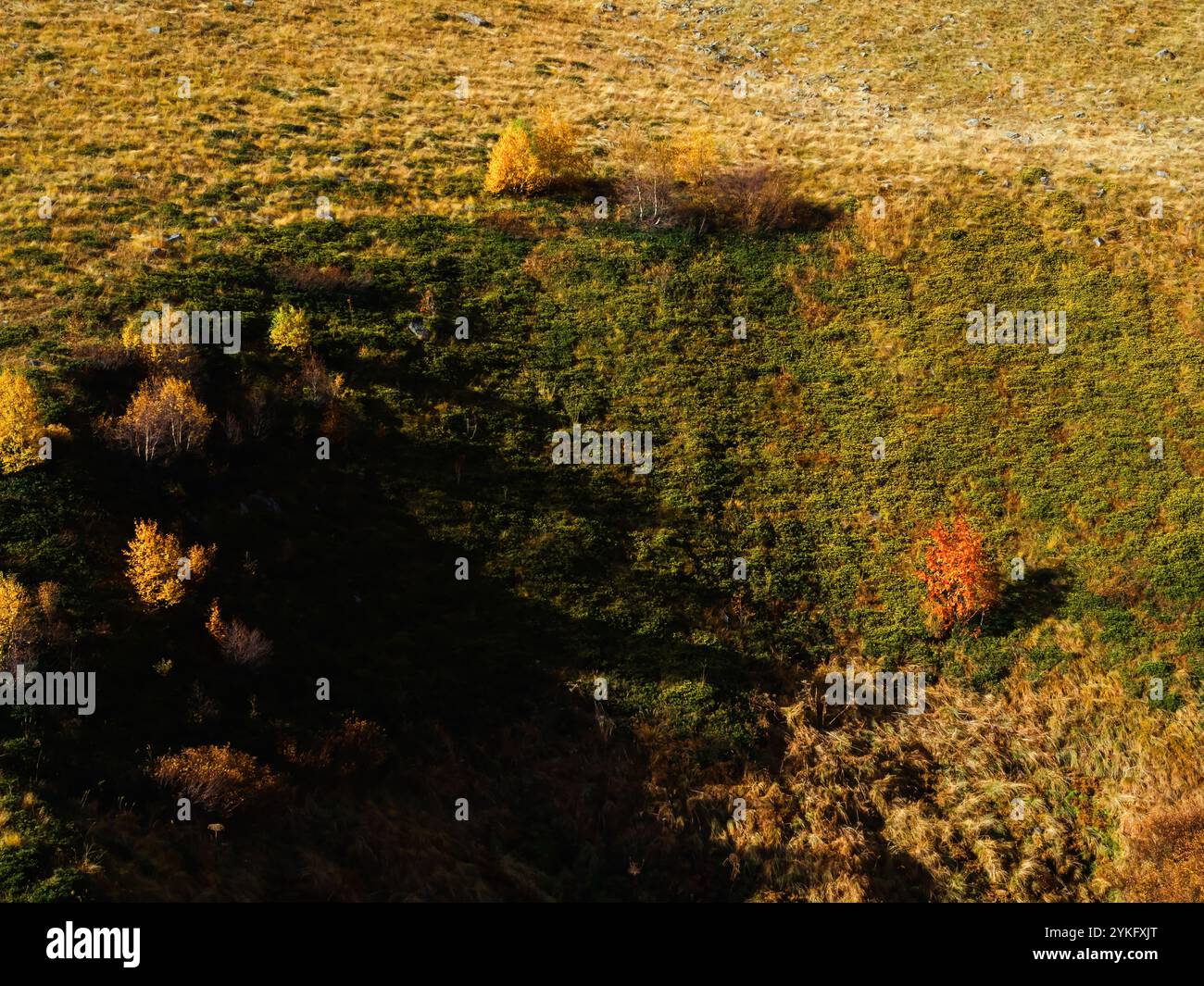 Yellow background hill trees hi-res stock photography and images - Alamy