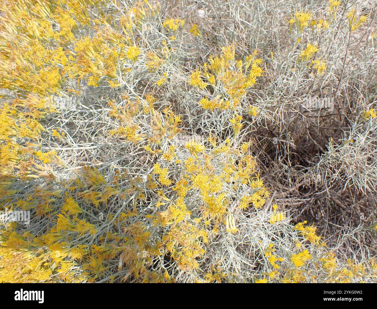Rubber Rabbitbrush (Ericameria nauseosa Stock Photo - Alamy