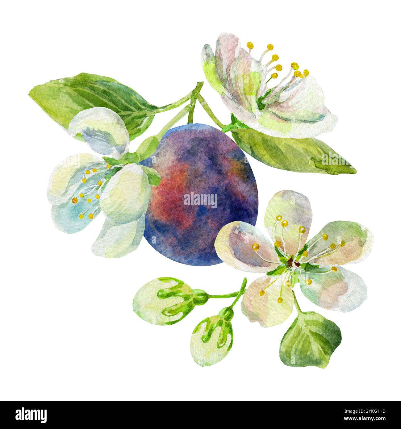 The plums branch with leaves and flowers on an isolated on a white ...