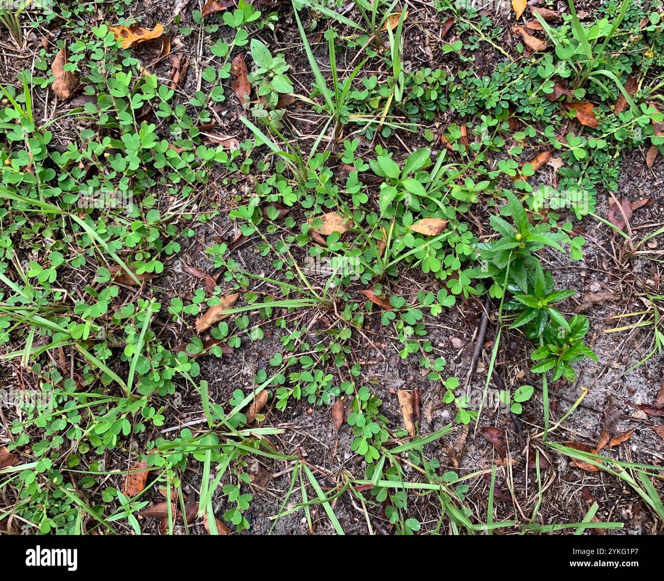 roundleaf sensitive pea (Chamaecrista rotundifolia Stock Photo - Alamy