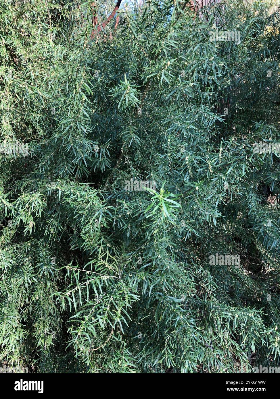 tree violet (Melicytus dentatus Stock Photo - Alamy