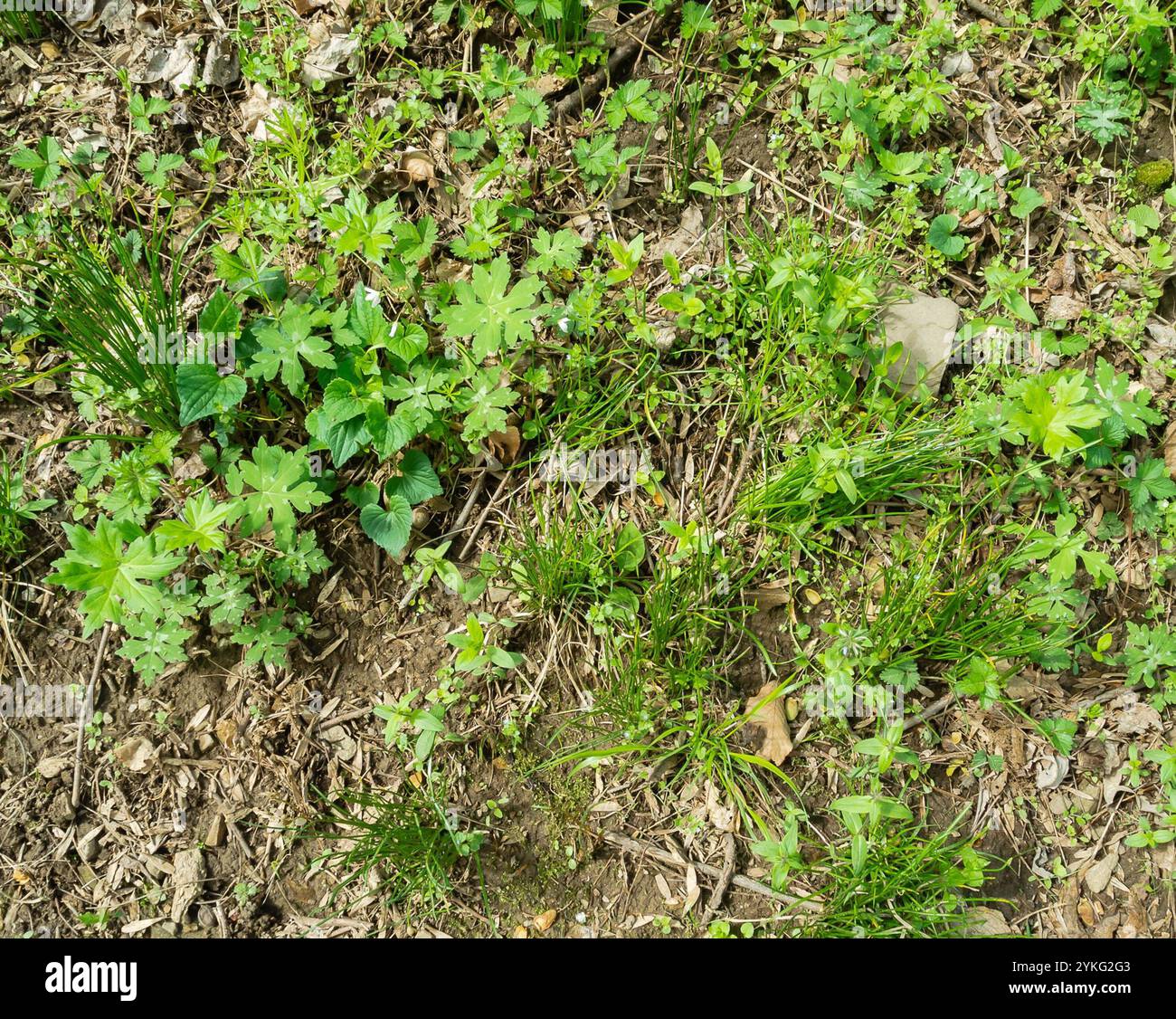 Hydrophyllum canadense hi-res stock photography and images - Alamy