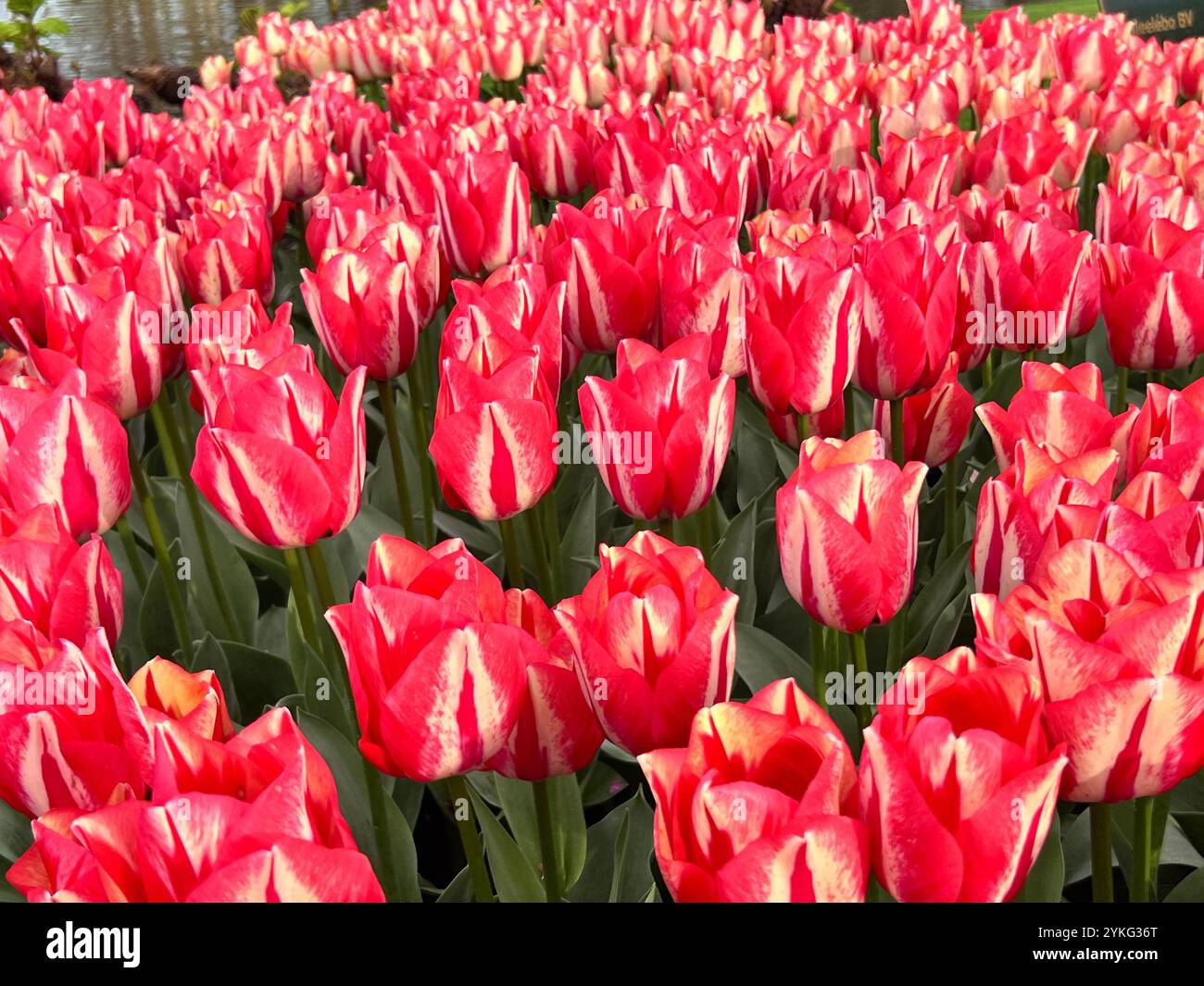 Stunning red and white tulips in full bloom - nature's vibrant masterpiece - Smartphone Captured Stock Image