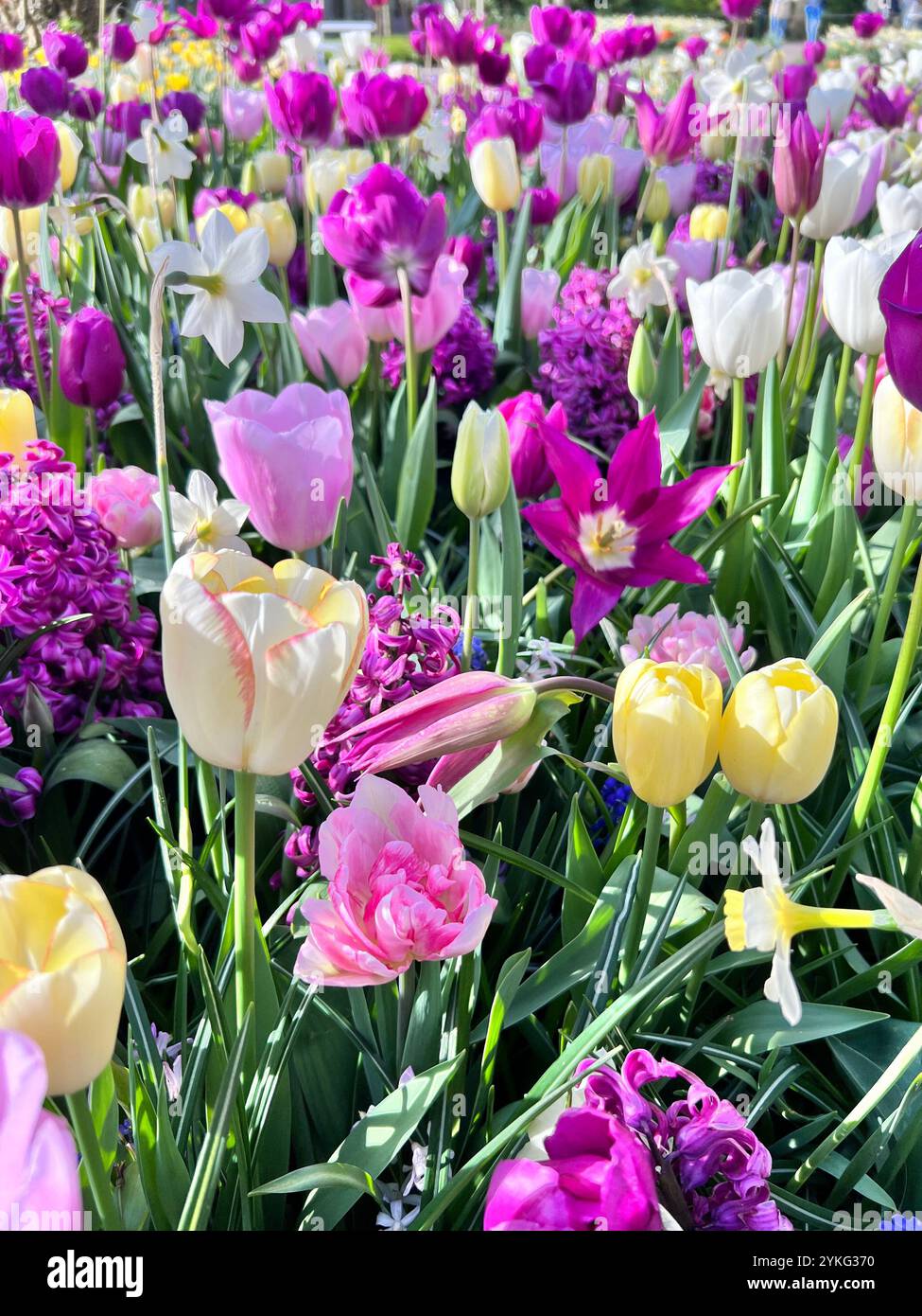 Vibrant spring blooms: A colorful mix of tulips, daffodils, and hyacinths in full bloom. - Smartphone Captured Stock Image