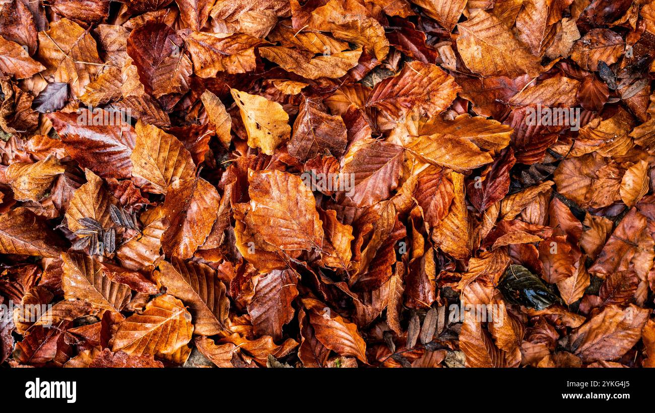 Dead beech leaves hi-res stock photography and images - Alamy