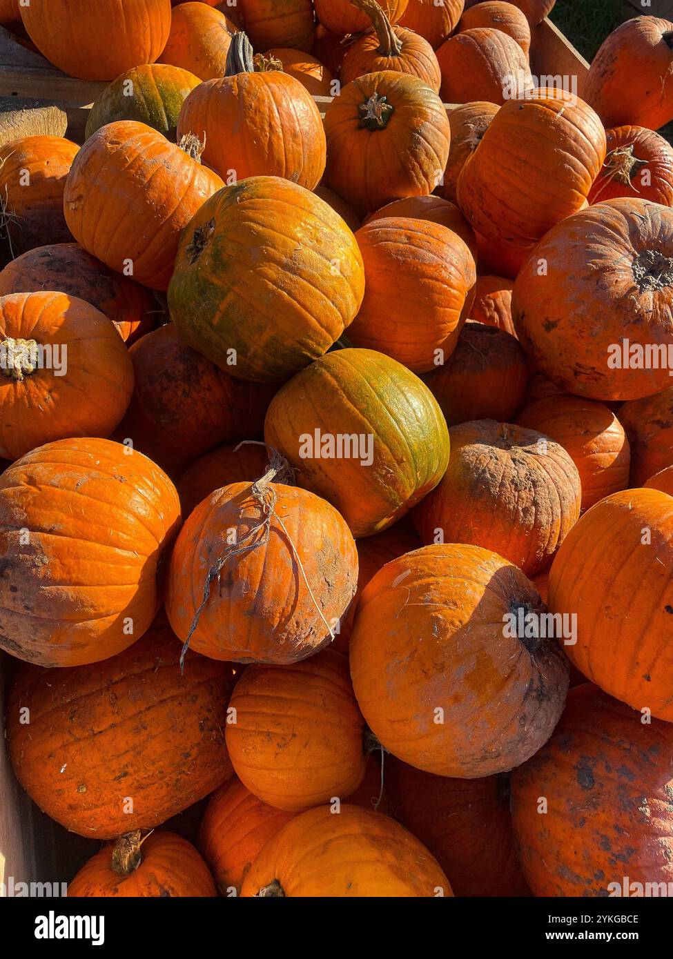 Nonno Andrea, Villorba, Pumpkin patch - Smartphone Captured Stock Image