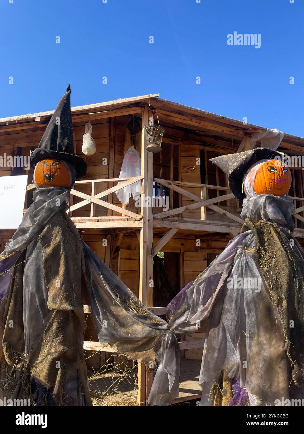 Nonno Andrea, Villorba, Pumpkin Patch - Smartphone Captured Stock Image