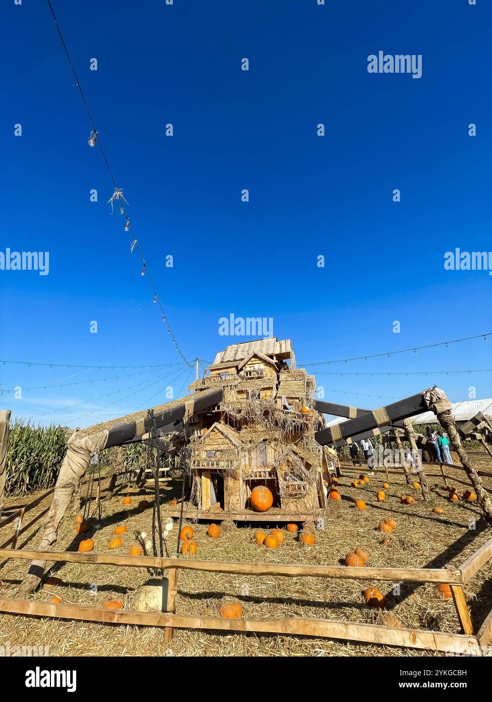 Nonno Andrea, Villorba, Pumpkin Patch - Smartphone Captured Stock Image