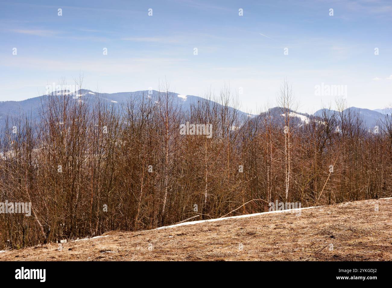 season change in carpathian mountains. dry wintertime. sunny day in spring. leafless forest and snow on the hill. global warming Stock Photo