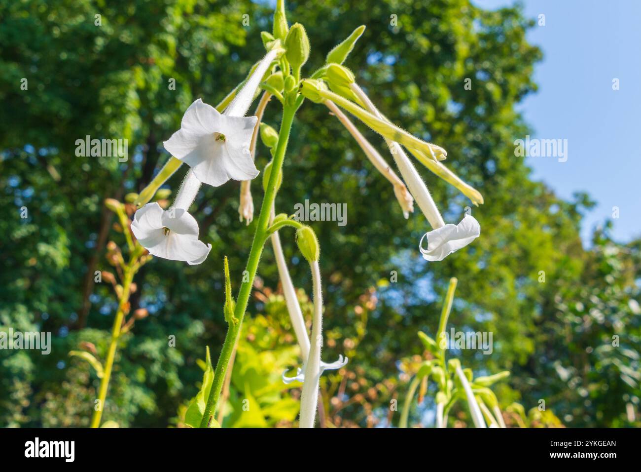 south american tobacco plant Beautiful white flowers of Nicotiana sylvestris. woodland tobacco,  flowering tobacco, South American tobacco. a flowering plant. an ornamental  plant Stock Photo