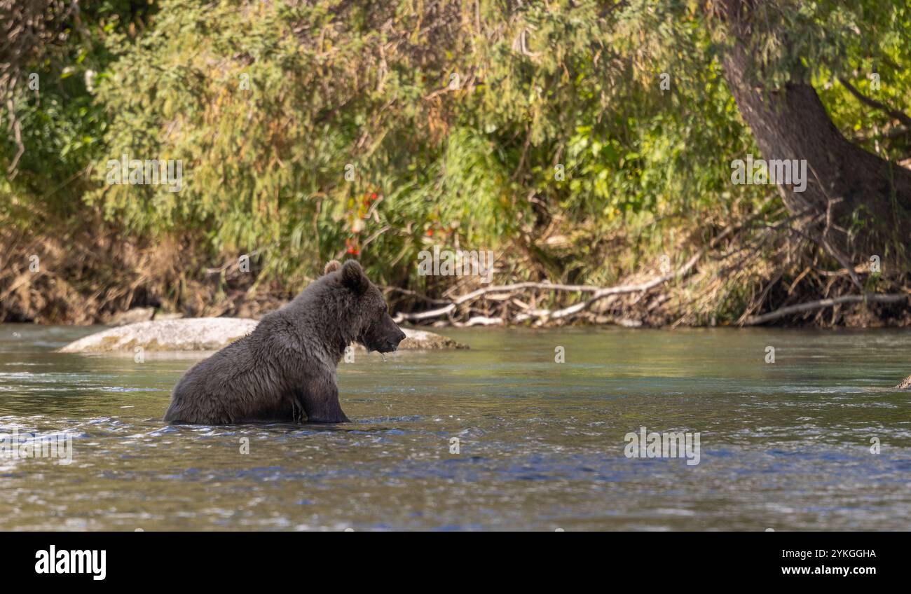 Young Brown Bear Fishing Salmon in the Kenai River Alaska in Autumn ...