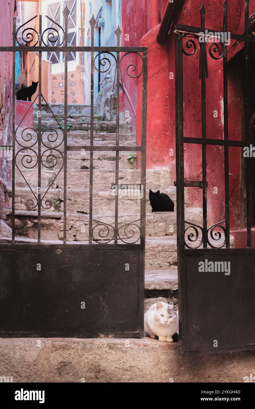 A hidden alleyway of Guanajuato, Mexico, featuring a wrought iron gate ... - Older Cat And Kitten Having Quiet Time In Corner