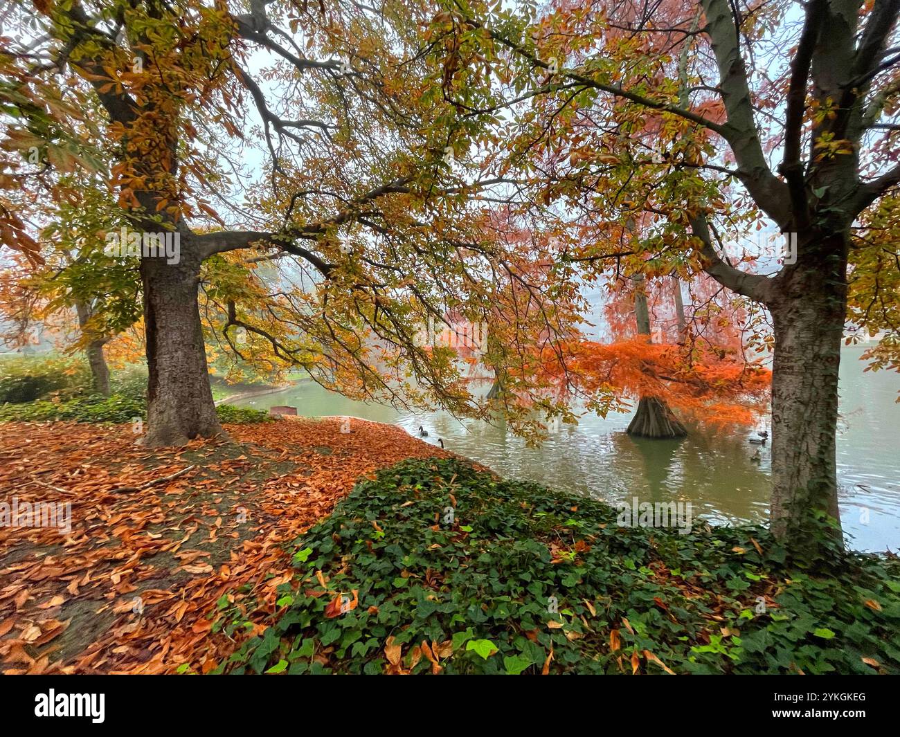 Autumn landscape. El Retiro park, Madrid, Spain. - Smartphone Captured Stock Image
