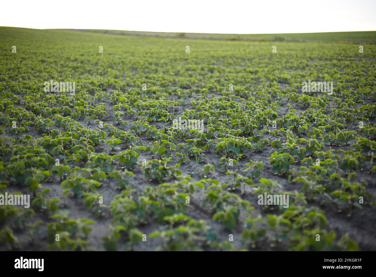 Soybean grows on field hi-res stock photography and images - Alamy