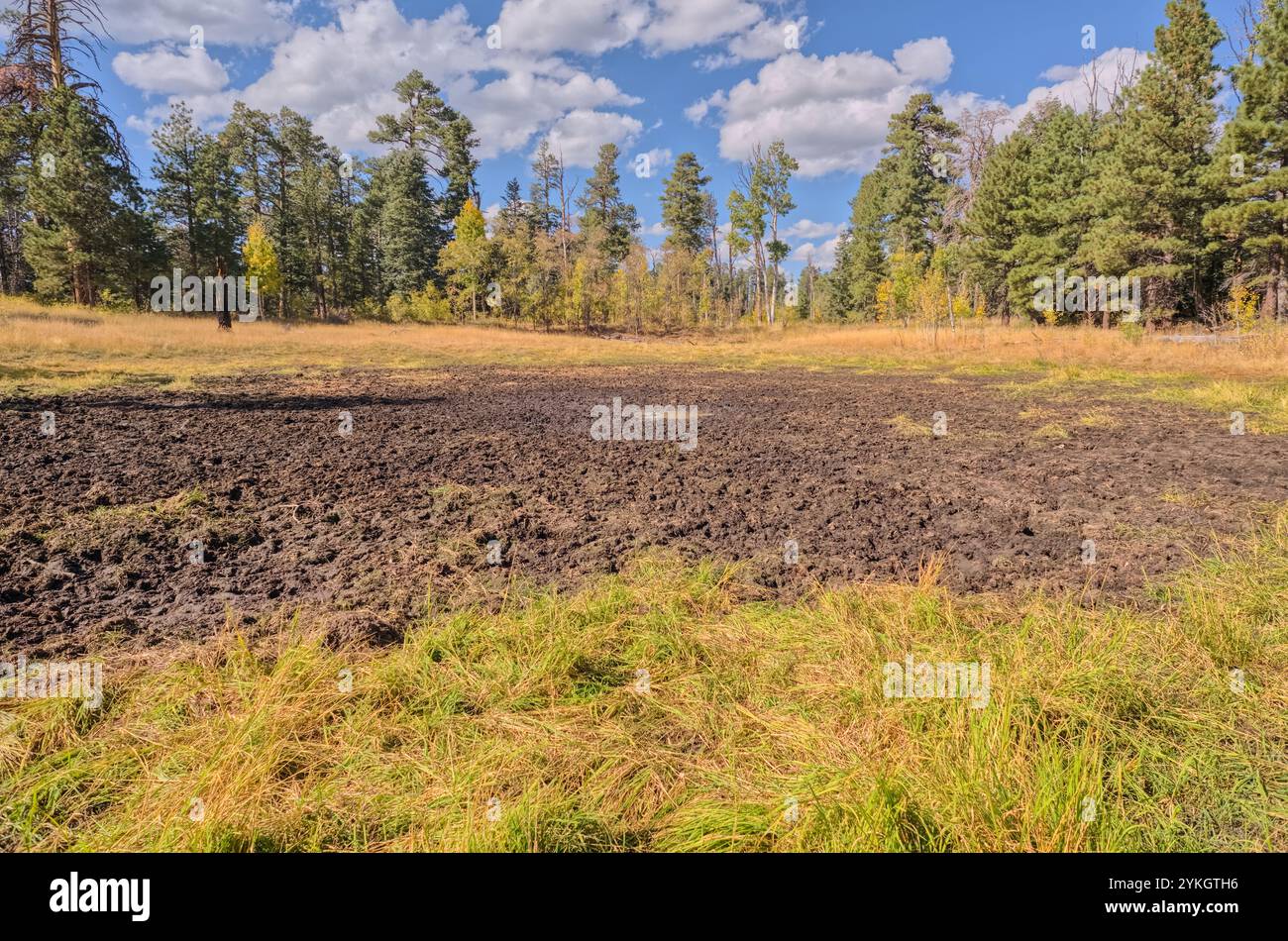 Greenland Lake at Grand Canyon North Rim Arizona, now reduced to a mud hole. This lake is actually a sinkhole that periodically dries out and refills Stock Photo