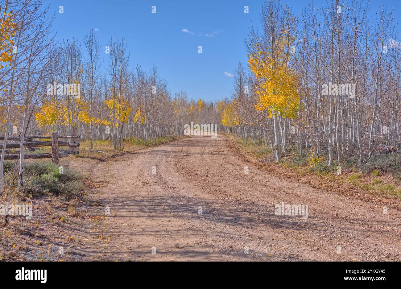 Telephone Hill Road in the Kaibab National Forest north of Grand Canyon ...