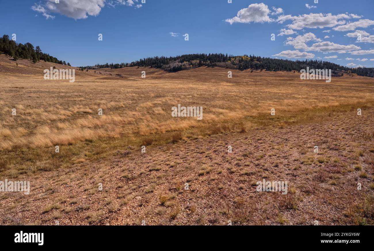 The rolling grassy hills of Pleasant Valley in the Kaibab National ...