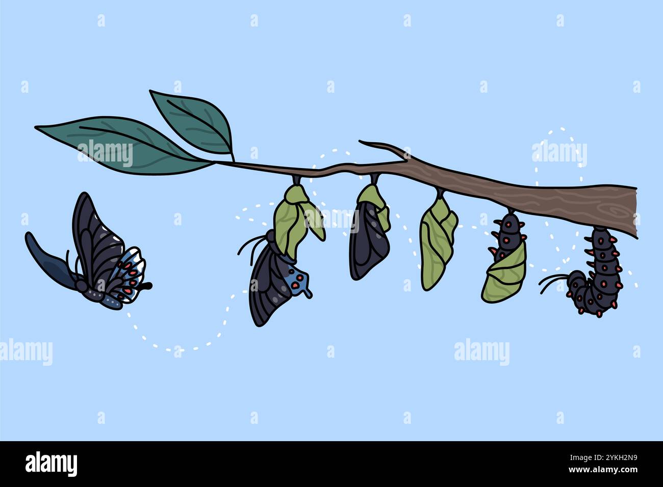 Stages of growth and transformation of butterfly on tree branch. Life cycle and metamorphosis of insect. Caterpillar, larva, pupa, imago eclosion. Nat Stock Photo
